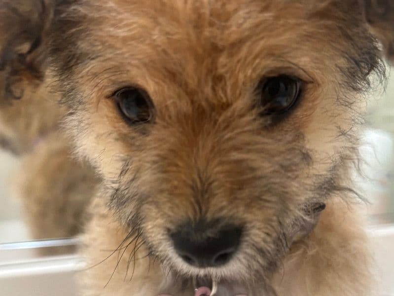 Chi-Poo 4 months old female medium named Daisy for adoption in Sacramento County, California | Petmeetly