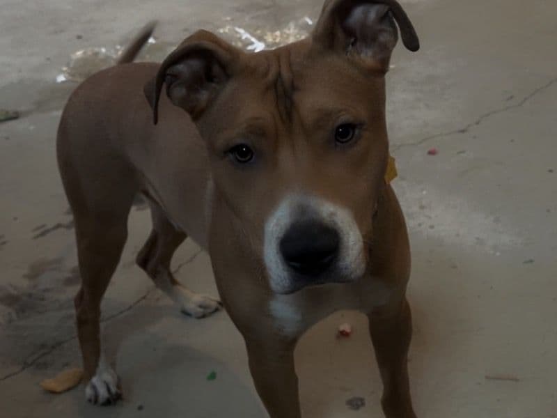 American PitBull Terrier 3 years old male medium named Lightning for adoption in Bay County, Florida | Petmeetly