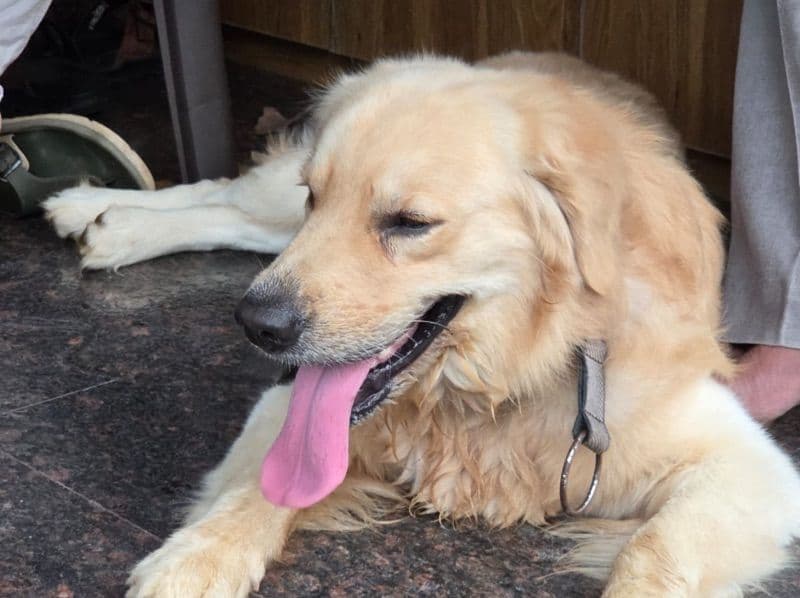 English Golden Retriever 2 years 4 months old male large named Tom Swayer for breeding in Kerala | Petmeetly