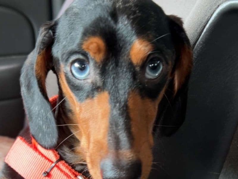 Dachshund 2 years old male small named Hades for breeding in Bossier Parish, Louisiana | Petmeetly