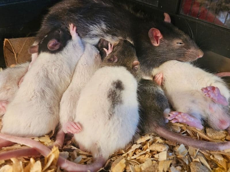 Common Rat 1 month old male named Meadows Litter for sale in Appomattox County, Virginia | Petmeetly