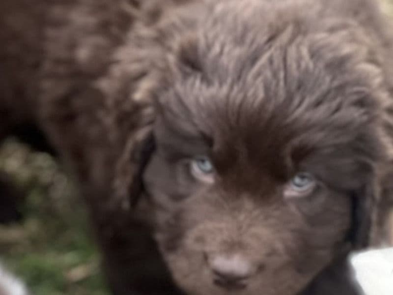 Newfoundland 1 month old male large named Amarillo for sale in San Bernardino County, California | Petmeetly