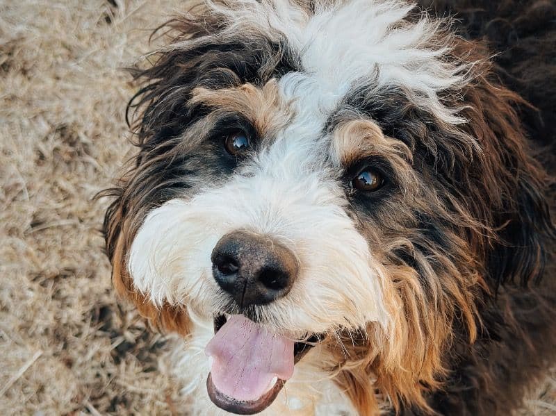 Ruby primary photo
