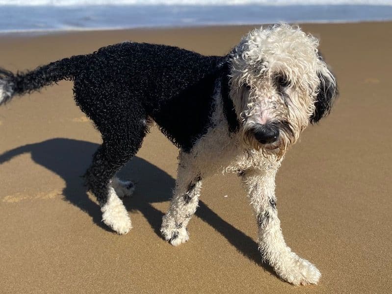 Old English Sheepdog 1 year 8 months old male large named Freckle for breeding in Brimbank City, Victoria | Petmeetly