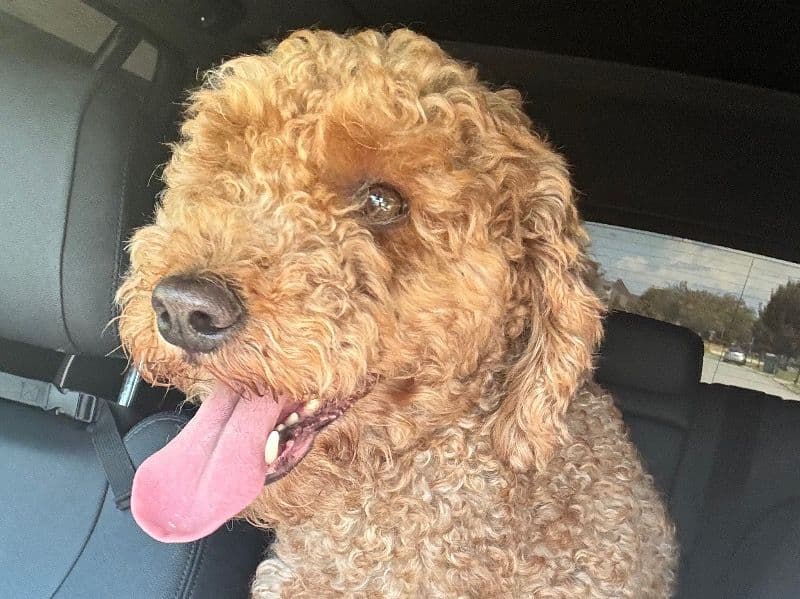 Mini Golden Doodle 4 years 2 months old male medium named Sarge for breeding in Lafayette Parish, Louisiana | Petmeetly