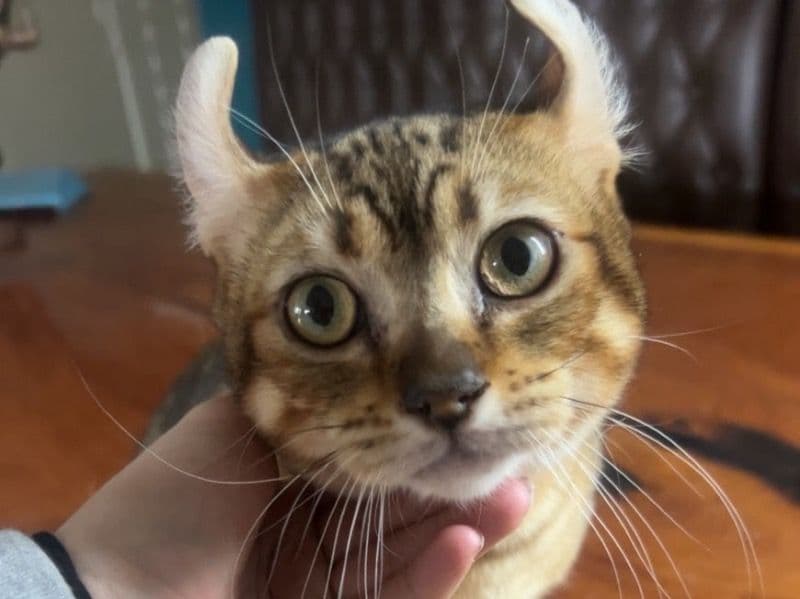 Savannah 4 months old female named Mittens for sale in Orange County, California | Petmeetly