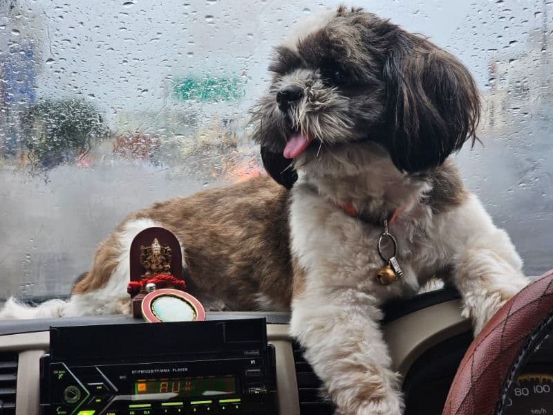 Shih Tzu 4 years 2 months old male small named Chinnu for breeding in Padur, Tamil Nadu | Petmeetly