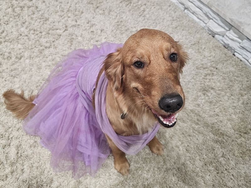 Golden Retriever 2 years old female large named Daisy for breeding in Lincoln County, North Carolina | Petmeetly