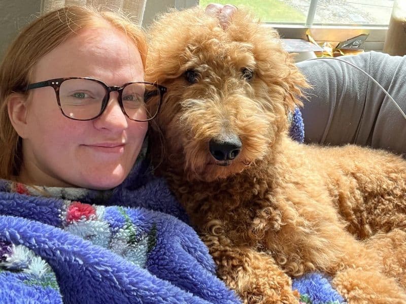 Standard Poodle 2 years old male large named Scooby for breeding in Thurston County, Washington | Petmeetly