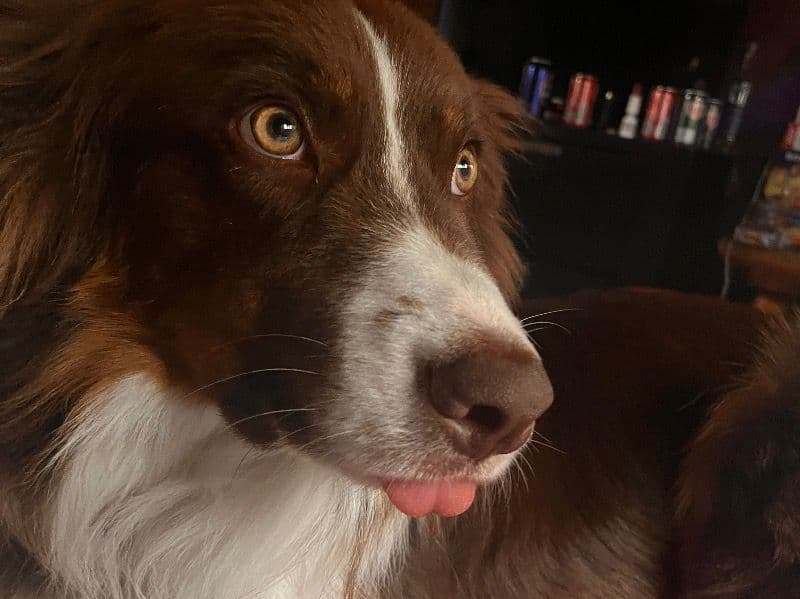 Australian Shepherd 2 years 4 months old male large named Chester for breeding in Hillsborough County, New Hampshire | Petmeetly