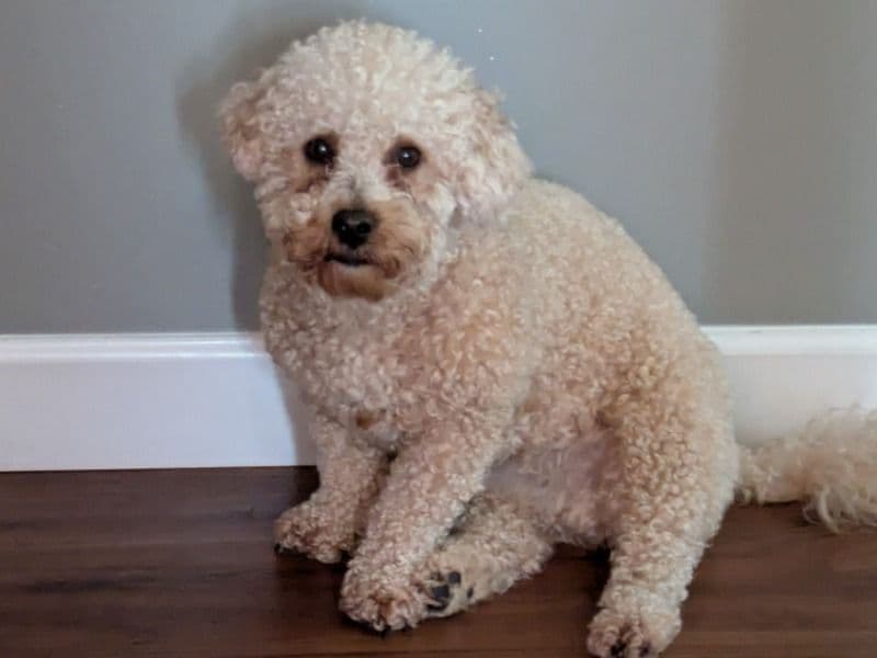 Mini Golden Doodle 2 years 3 months old male small named Theo for breeding in Saratoga County, New York | Petmeetly