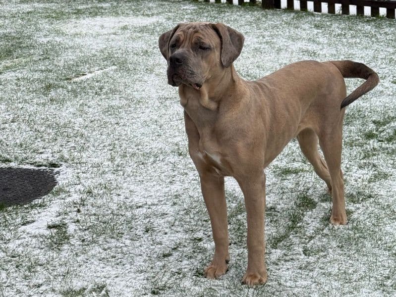 Cane Corso 10 months old male large named Scooby for breeding in Norfolk, England | Petmeetly