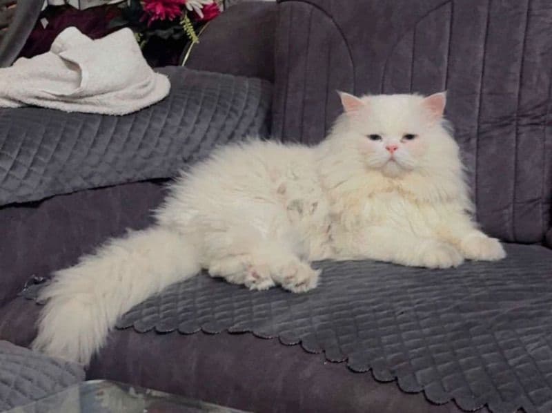 Persian 1 year 2 months old male named Og for breeding in Meerut Division, Uttar Pradesh | Petmeetly