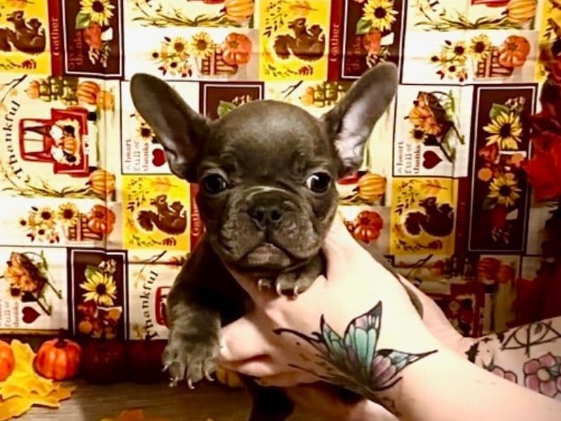 French Bulldog 4 months old male small named Cedric for sale in Union County, Illinois | Petmeetly