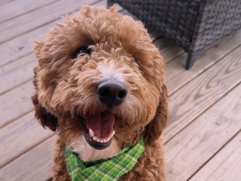 Goldendoodle 1 year 7 months old male small named Huck for breeding in Fairfield County, Ohio | Petmeetly