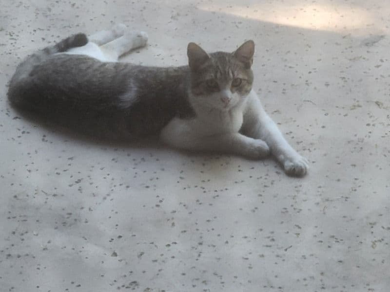 American Shorthair 6 months old male named It's A Stray for adoption in Maricopa County, Arizona | Petmeetly