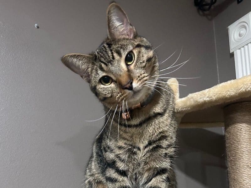 Domestic Shorthair 2 years old male named Cooper for adoption in Rush County, Indiana | Petmeetly