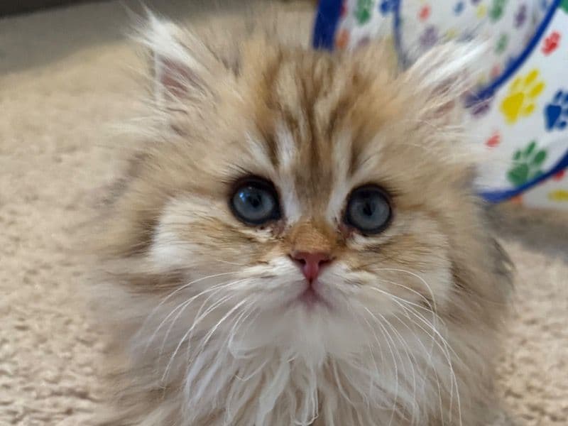 Scottish Straight 4 months old female named Guppy for sale in Denver, Colorado | Petmeetly