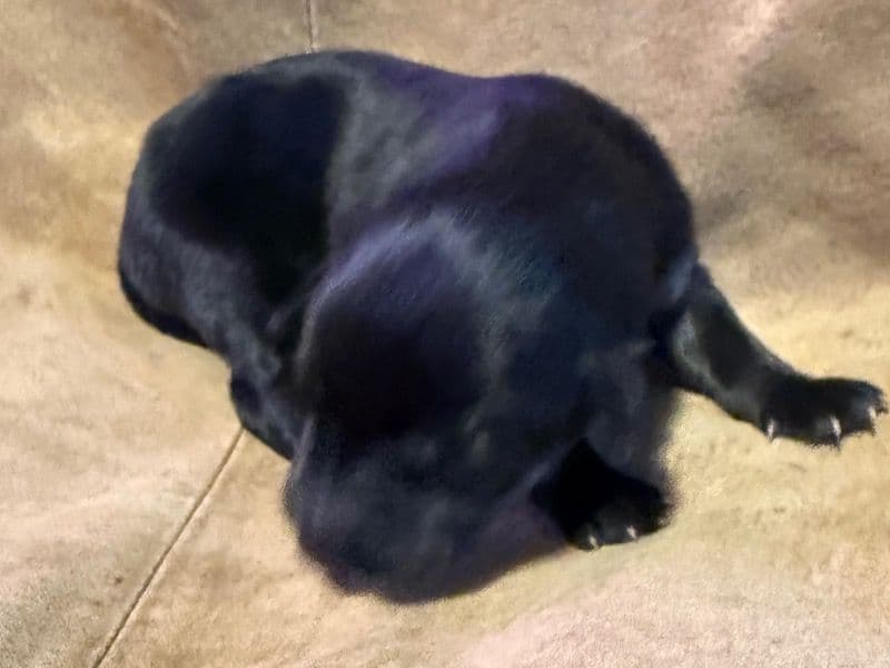 Labrador Retriever 1 month old male large named Ralphie for sale in Pulaski County, Virginia | Petmeetly