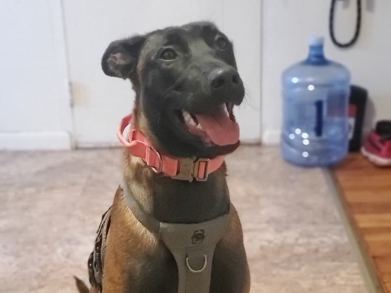 Xena primary photo