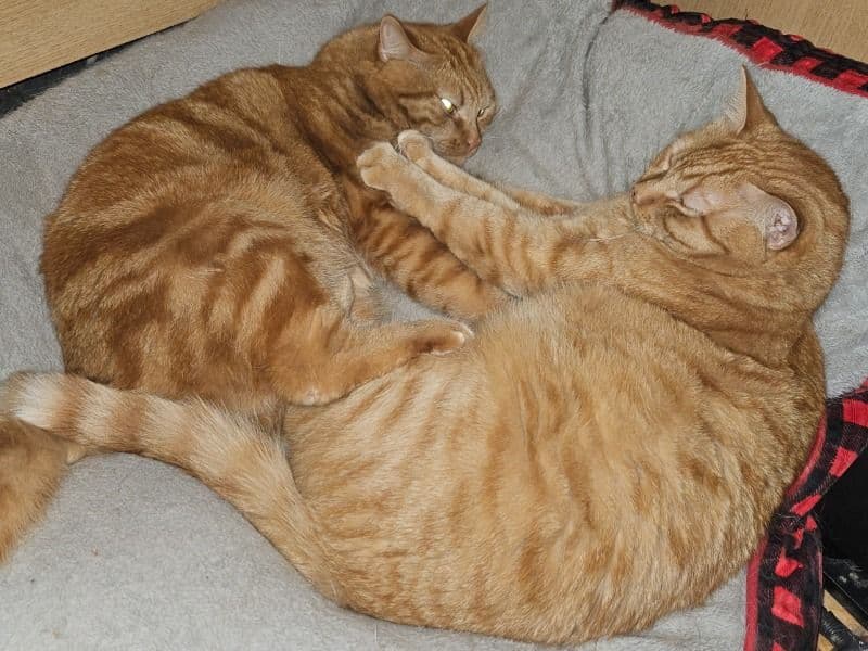 Simon And Simba primary photo