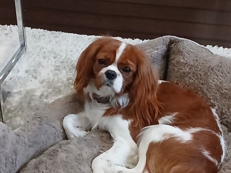 Sir Ollie primary photo