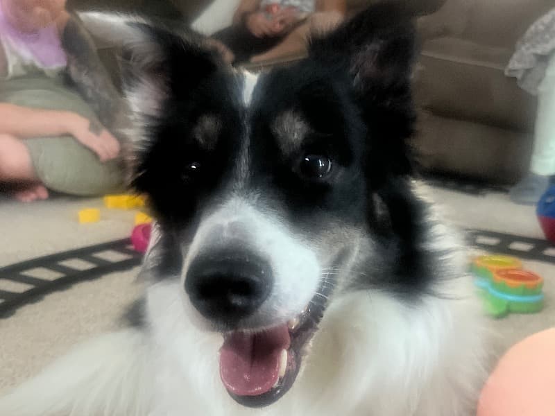 Milo primary photo