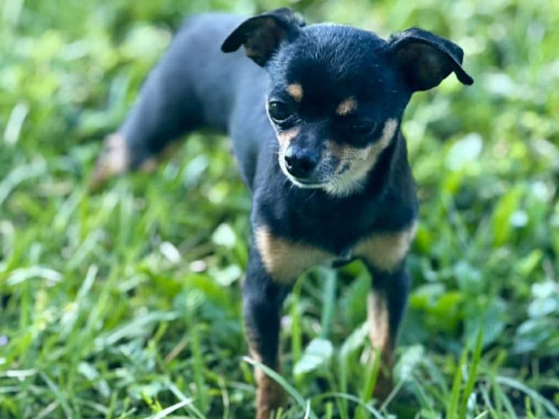 Chihuahua 3 years 2 months old female small named Tiny for breeding in Pasco County, Florida | Petmeetly