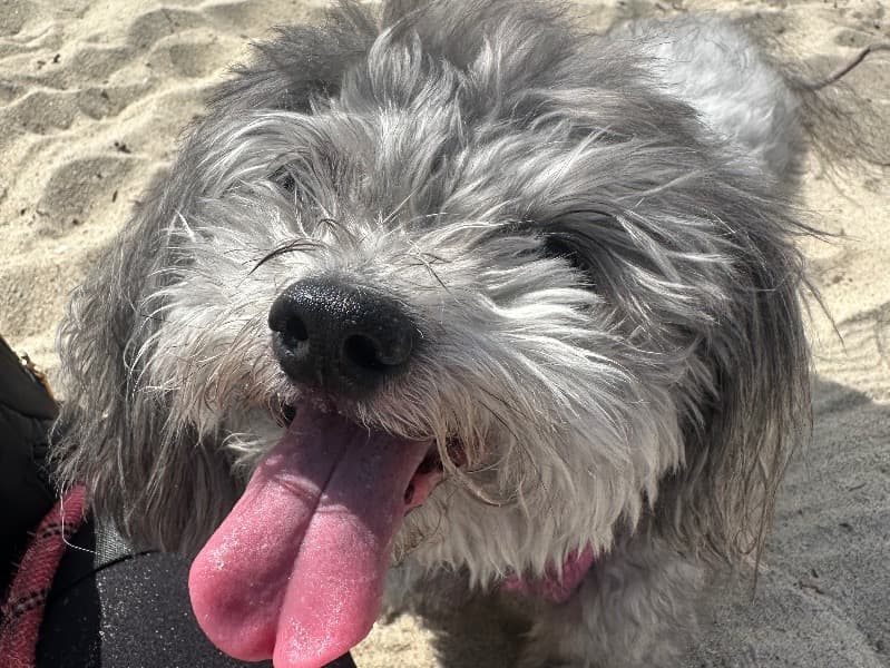 ShihPoo 14 years 6 months old female small named Snookie for breeding in Orange County, California | Petmeetly