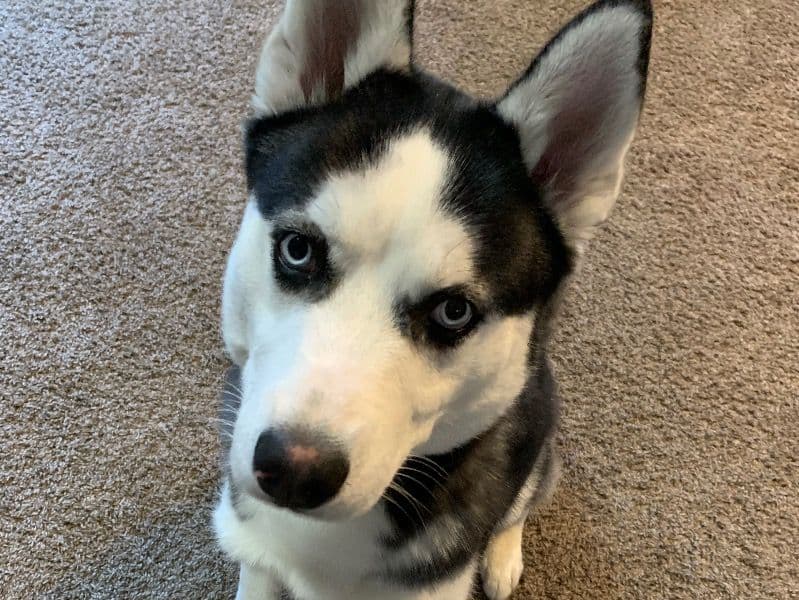 Husky 6 years old male medium named Misha for adoption in Genesee County, Michigan | Petmeetly