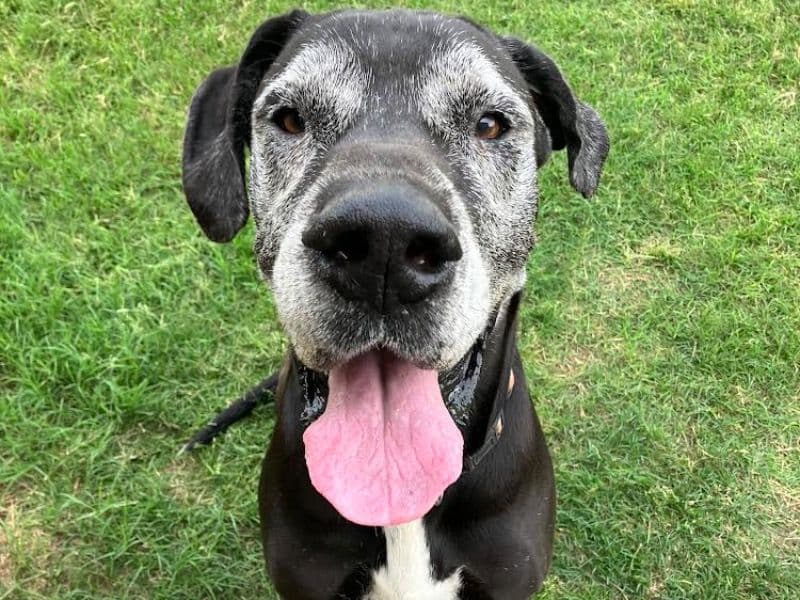 Great Dane 8 years 8 months old male extra large named Brinks for breeding | Petmeetly