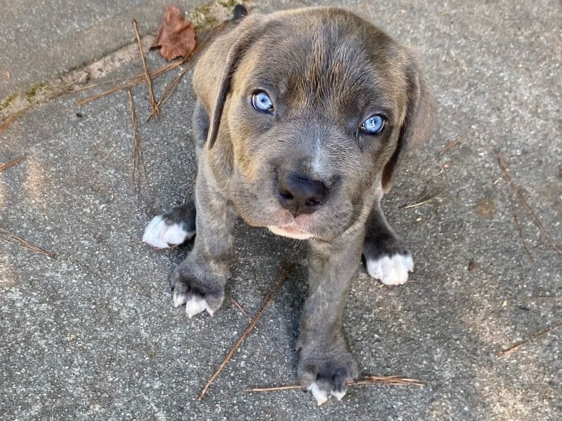 Cane Corso 5 months old female small named Saturn for breeding in Henry County, Georgia | Petmeetly