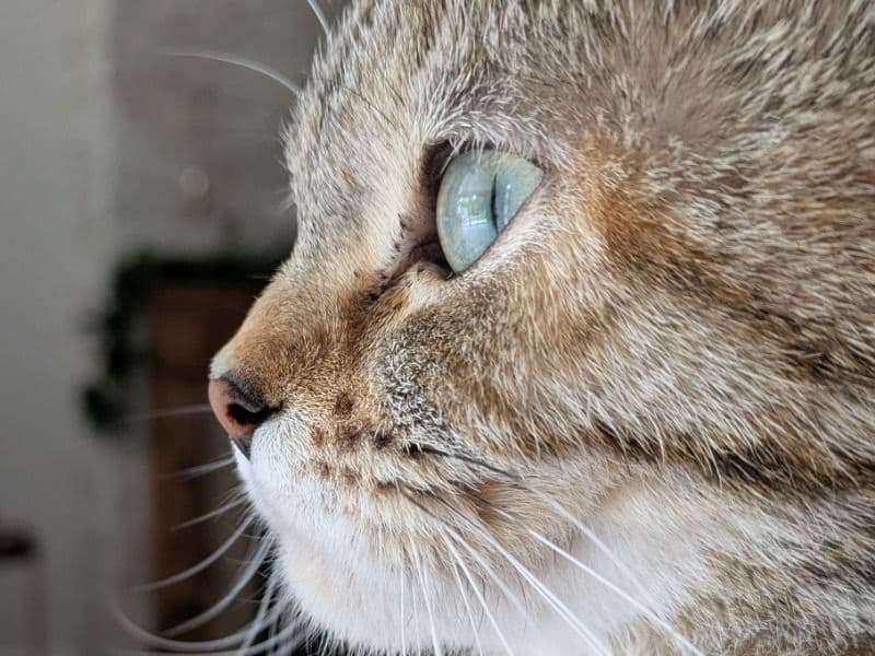 Luna primary photo