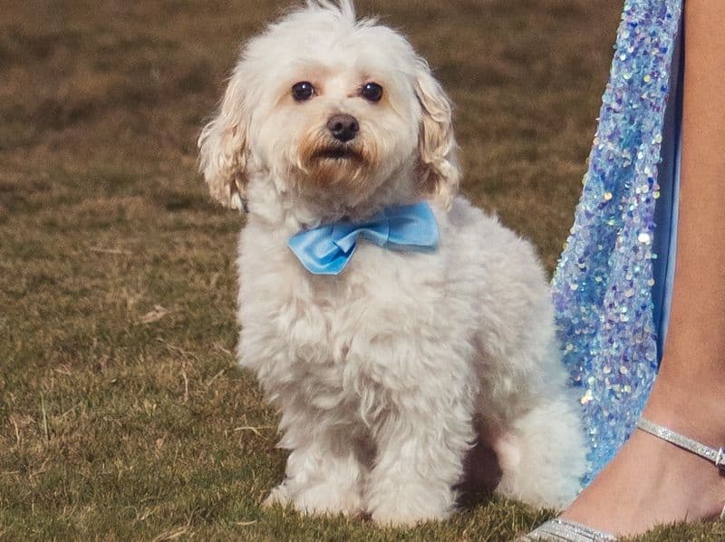 Milo primary photo