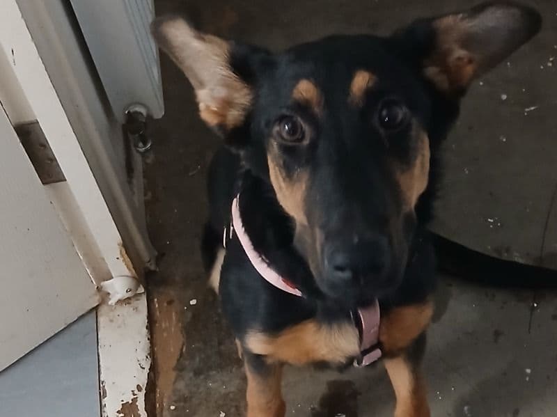 German Shepherd 11 months old female medium named Willow for adoption in Surrey, England | Petmeetly