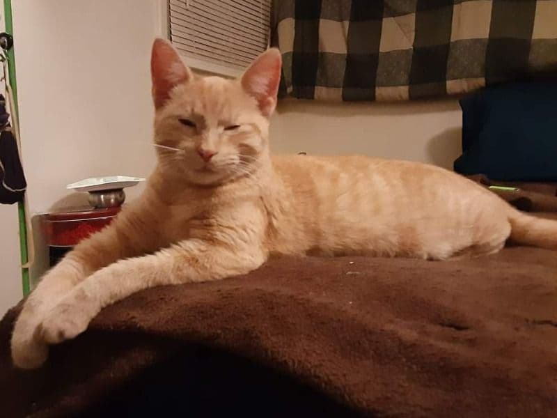 Tigger primary photo
