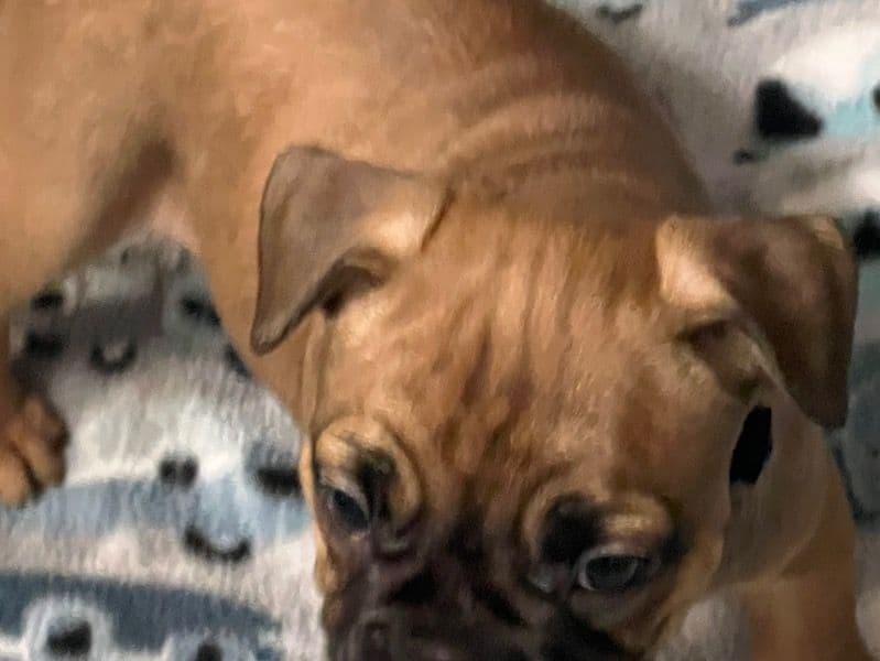 French Bulldog 2 months old male small named Dax Male 1 for sale in Washington County, Tennessee | Petmeetly