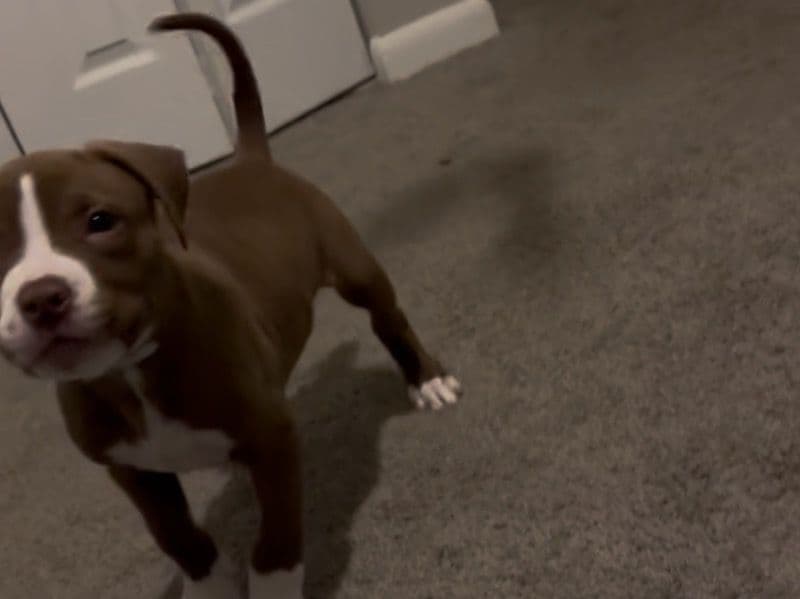 American PitBull Terrier 3 months old male small named Draco for sale in DeKalb County, Georgia | Petmeetly