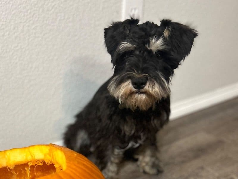 Miniature Schnauzer 1 year 8 months old male small named Tugboat for breeding in Washington County, Arkansas | Petmeetly