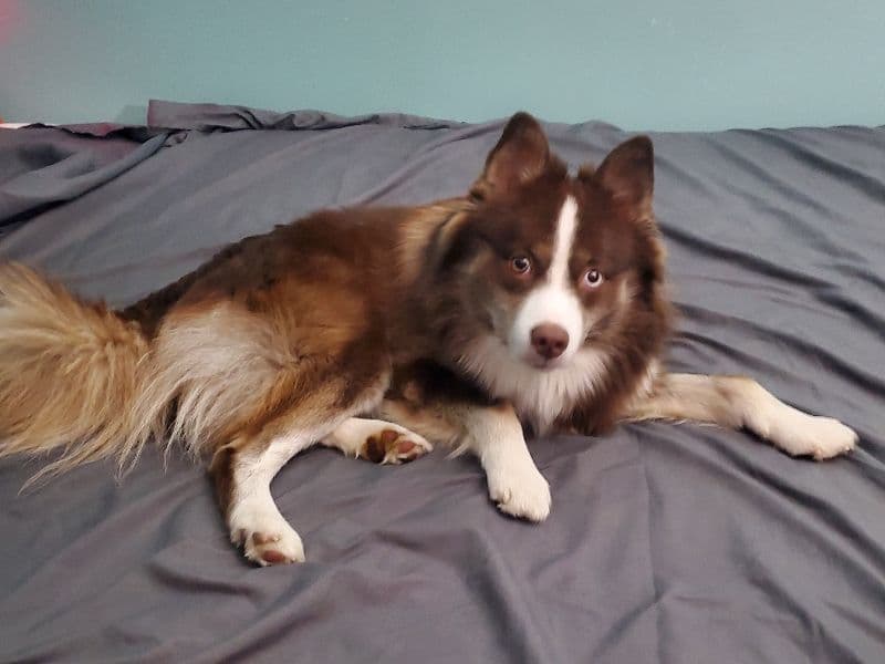 Pomsky 2 years 3 months old male medium named Bailey for breeding in Toronto, Ontario | Petmeetly