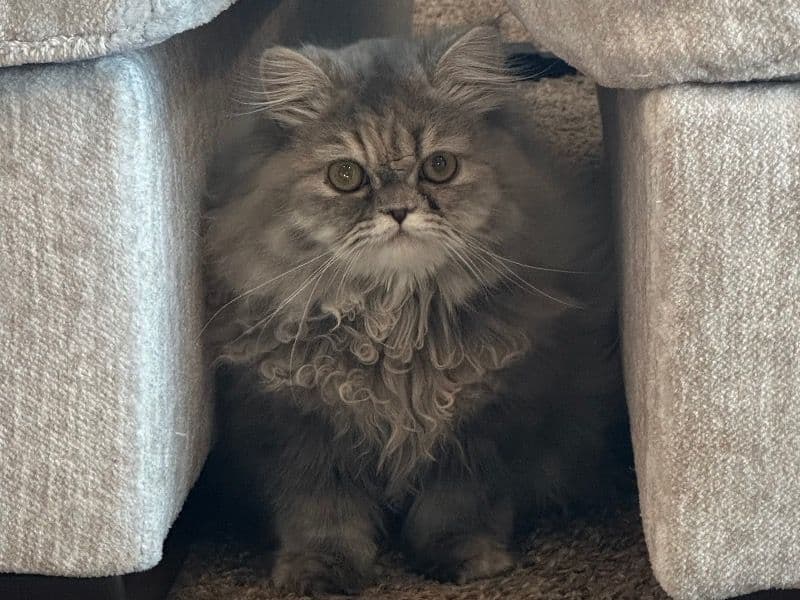 Persian 8 months old female named Silver for adoption in Pierce County, Wisconsin | Petmeetly