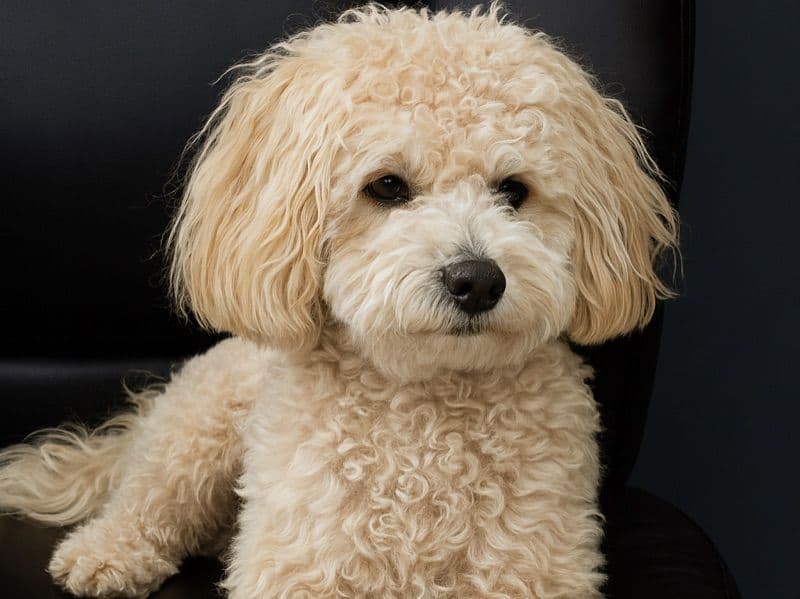 Maltipoo 1 year 6 months old female small named Wednesday for breeding in Washoe County, Nevada | Petmeetly