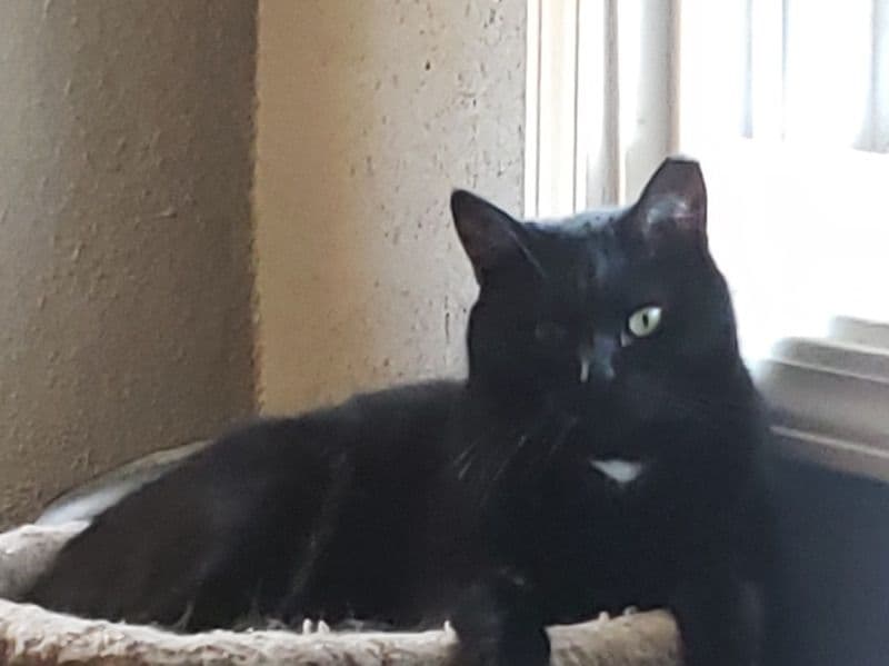 Tuxedo Cat 7 years old male named Oliver for adoption in Madison County, Indiana | Petmeetly