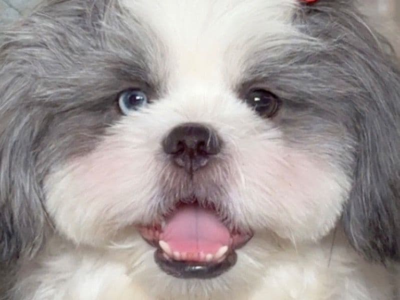 Shih Tzu 1 year 3 months old male medium named Max for breeding in Konkan Division, Maharashtra | Petmeetly
