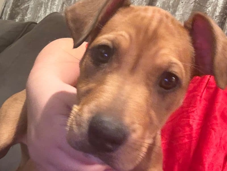 Staffordshire Bull Terrier 3 months old female small named Willow for sale in East Sussex, England | Petmeetly