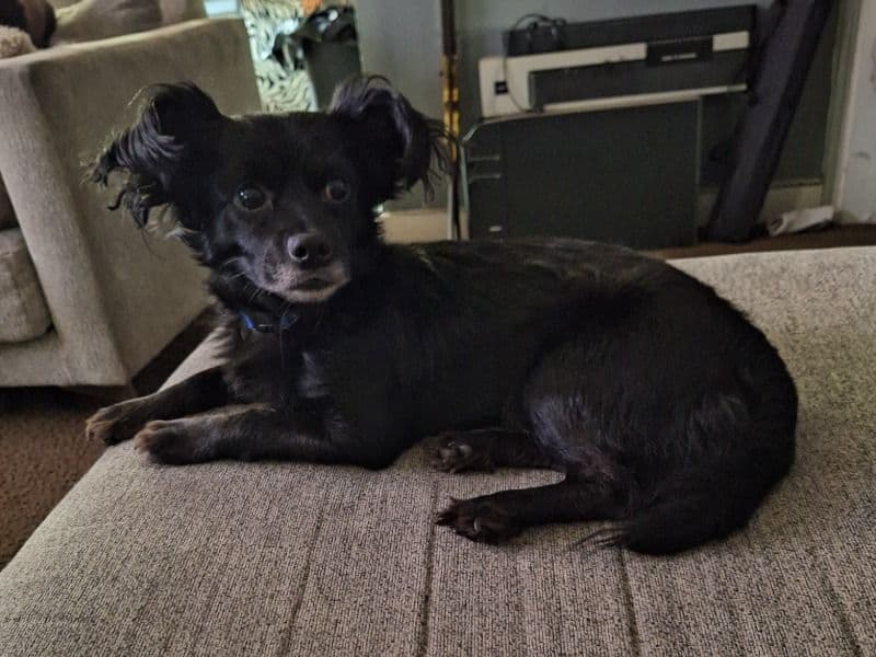 Long hair Chihuahua 5 years 4 months old male small named Bearington for breeding in Mecklenburg County, North Carolina | Petmeetly