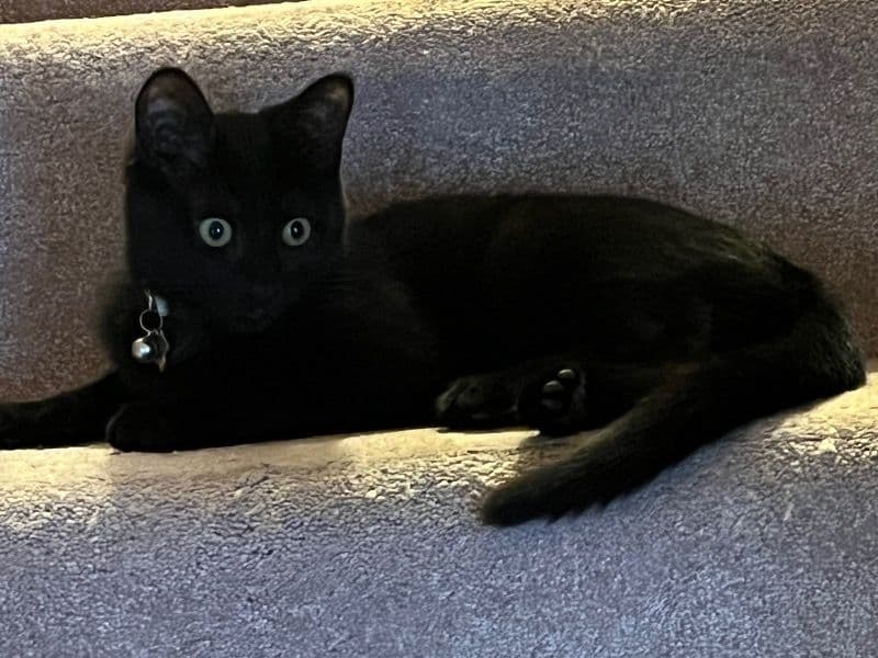 Bella primary photo