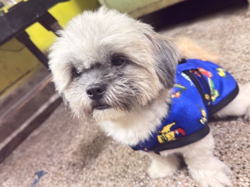 Lhasa Apso 2 years 2 months old male small named Leo for breeding in Presidency Division, West Bengal | Petmeetly