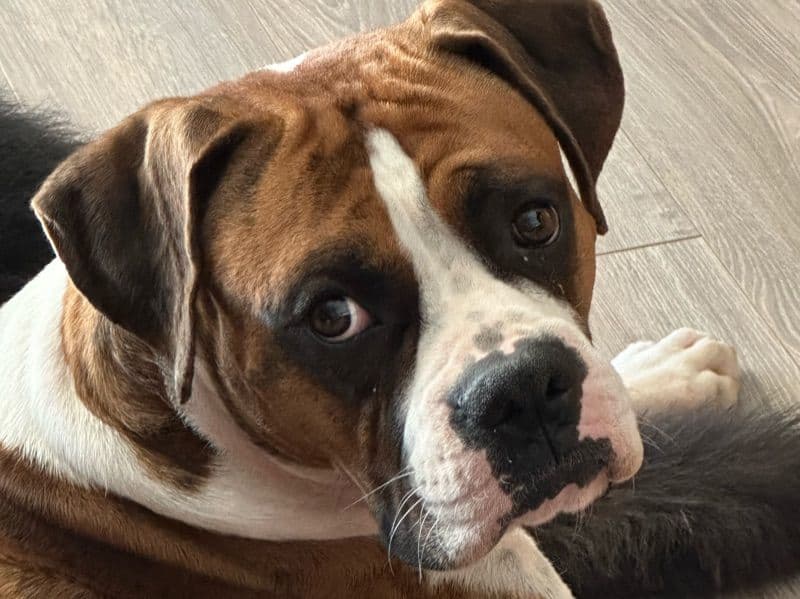 Boxer 3 years 7 months old male large named Bowser for breeding in Maricopa County, Arizona | Petmeetly