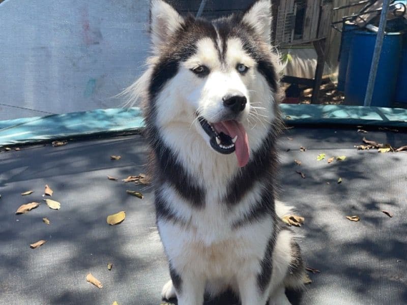 Husky 3 years 7 months old female extra large named Smoky for breeding in Palm Beach County, Florida | Petmeetly